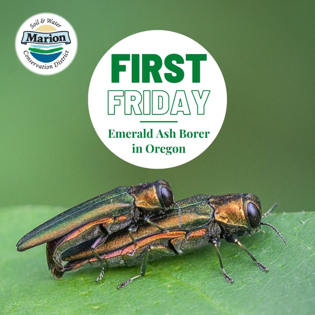 First Friday Emerald Ash Borer in Oregon Marion SWCD