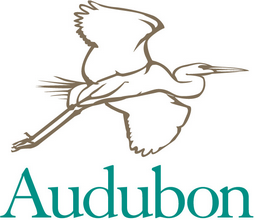 a great blue heron line drawing above the word Audubon