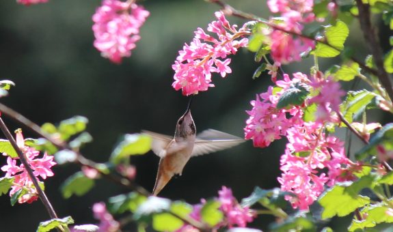 Rufus Hummingbird in flight pollinating a red flowering currant plant