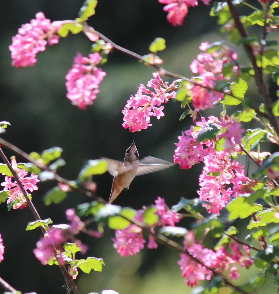 Rufus Hummingbird in flight pollinating a red flowering currant plant