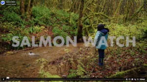 A girls in blue coat and boots observes a salmon splashing in a stream surrounded by sword ferns and mossy trees.