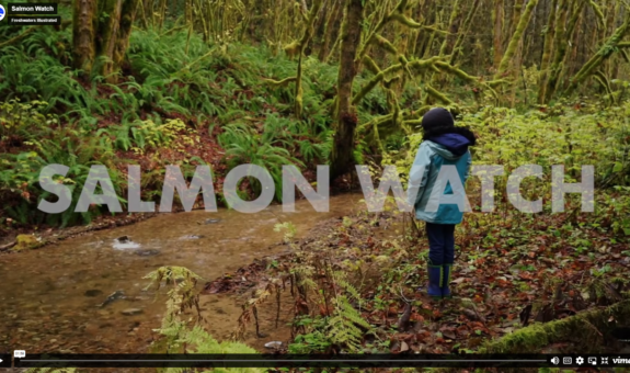 A girls in blue coat and boots observes a salmon splashing in a stream surrounded by sword ferns and mossy trees.