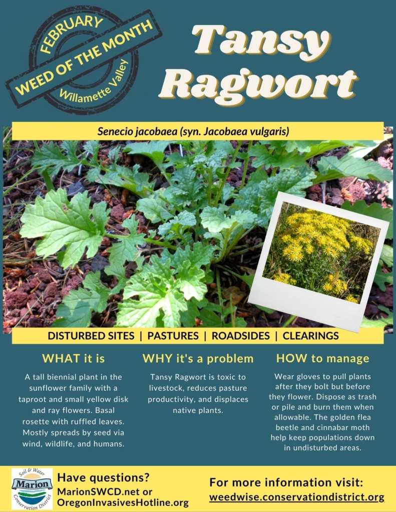 Tansy Ragwort Flyer - Yellow flowers and deeply lobed leaves.