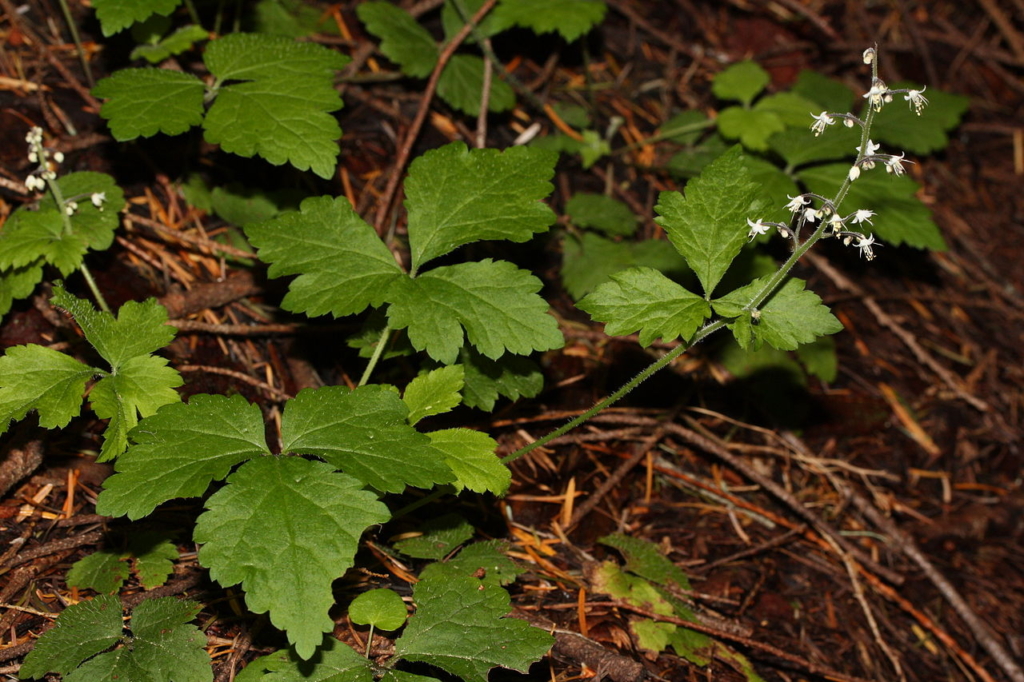 Coarsely toothed three-lobed triangular leaves with a short stalk rising up with tiny white flowers on it.