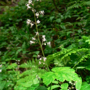 Three lobed triangular leaves with a spike of tiny flowers on a stalk rising above