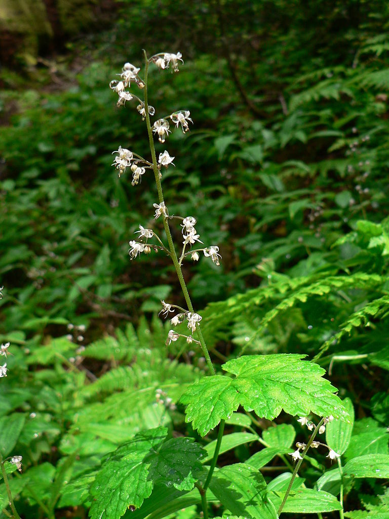 Three lobed triangular leaves with a spike of tiny flowers on a stalk rising above
