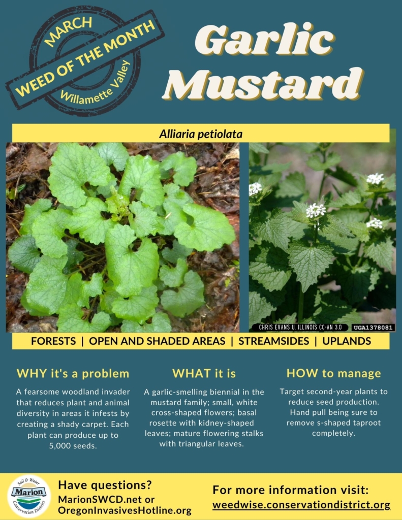green and yellow weed of the month flyer for garlic mustard with rosette of scalloped basal leaves and toothed triangular leaves on flowering stems, small white flowers