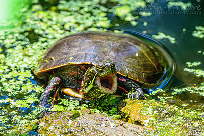 Western Painted Turtle with mouth open in a pond