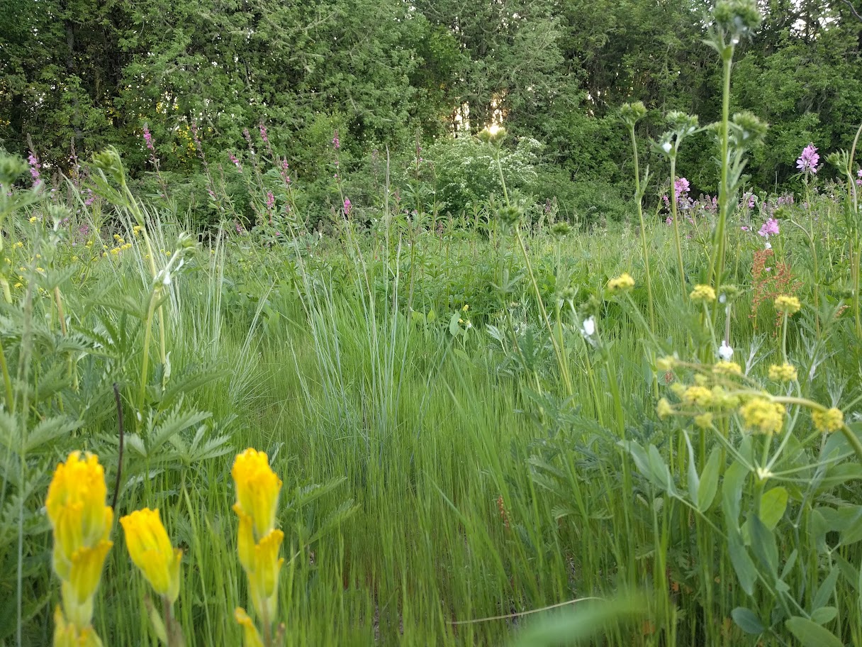 Golden paintbrush and other prairie wildflowers