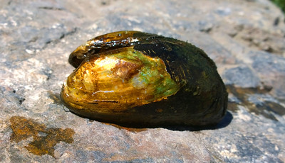 western ridged mussel shining in the sun sitting on a rock