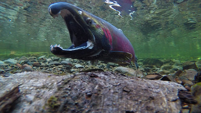 Coho salmon spawning in stream with mouth open