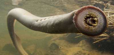 pacific lamprey in stream with mouth open showing sharp teeth