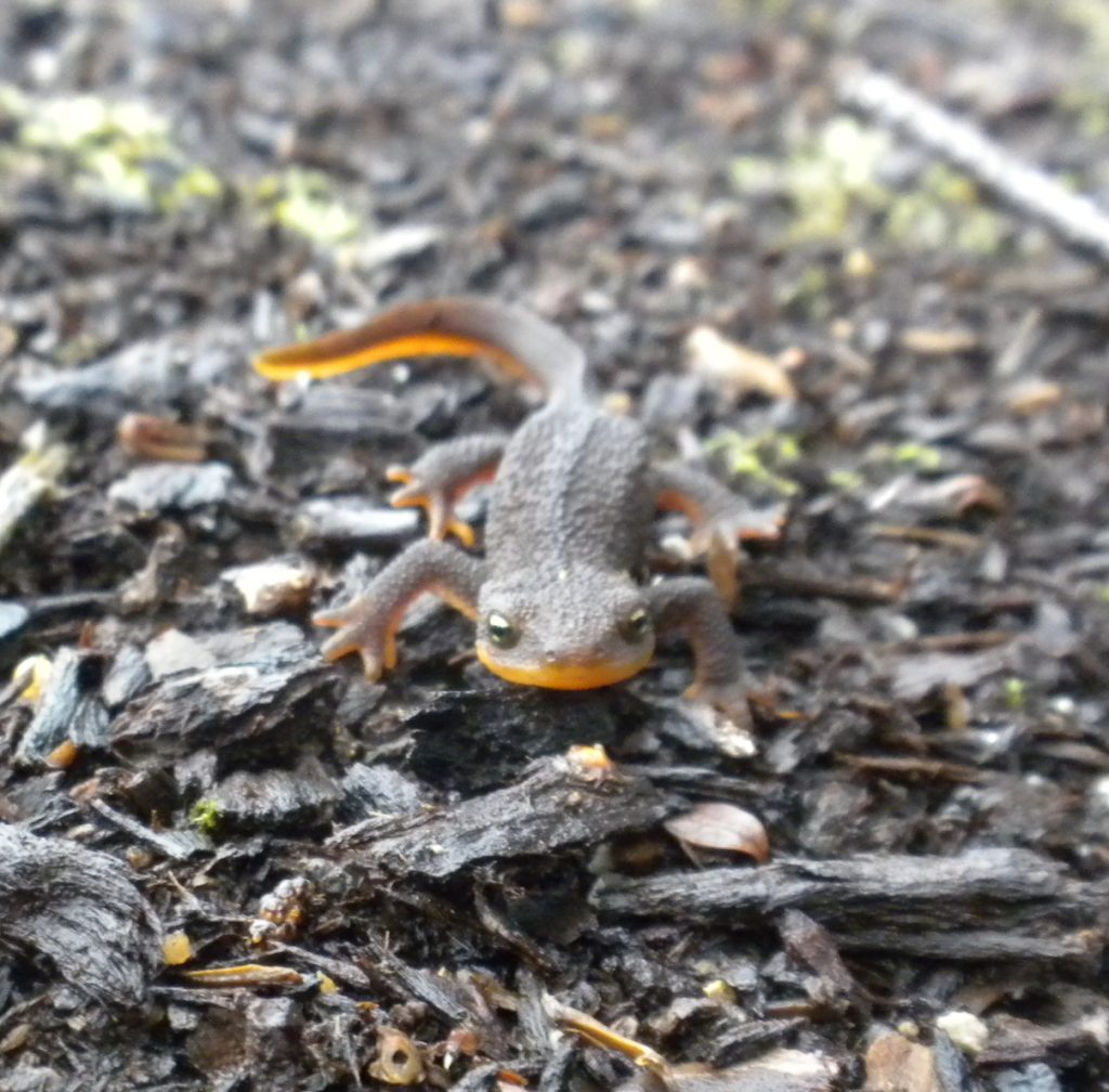 Rough Skinned Newt crawling on ground towards camera 