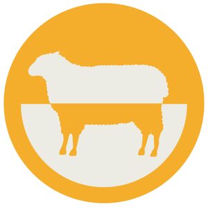 a sheep on a yellow background