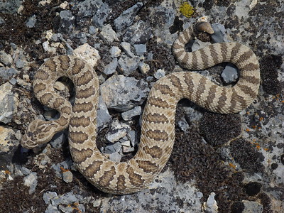 western rattlesnake on gravel