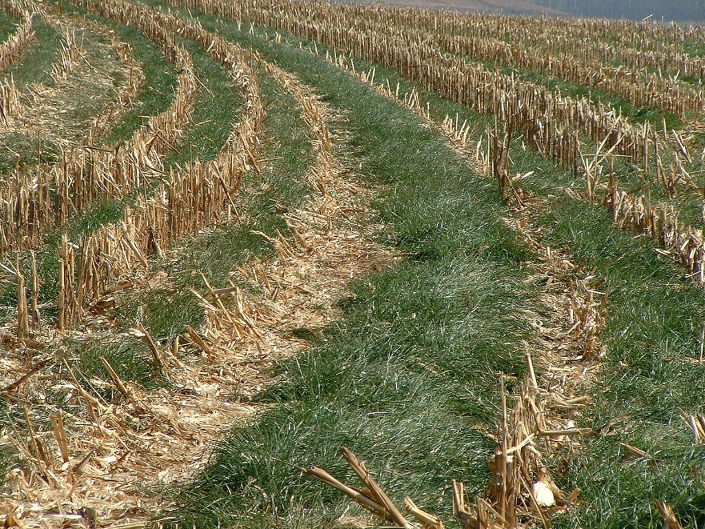 field of annual ryegrass planted as cover crop between rows of harvested stalks