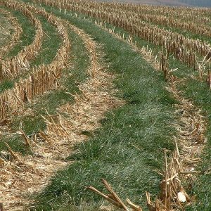 field of annual ryegrass planted as cover crop between rows of harvested stalks