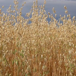 field of oats