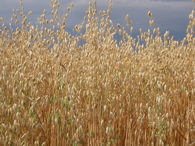 field of oats