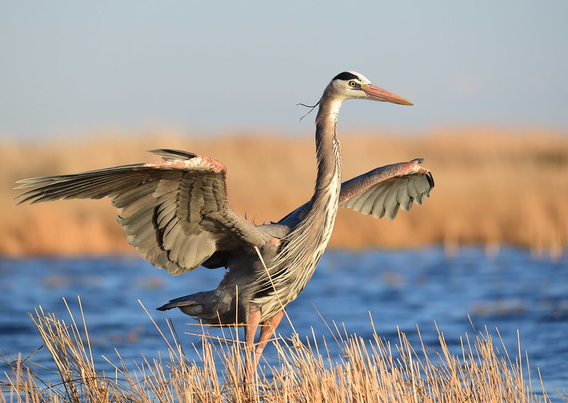 Great Blue Heron standing in wetland with wings spread open