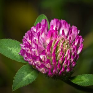 Red Clover flower and leaves