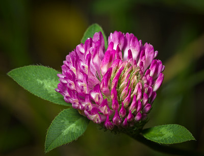 Red Clover flower and leaves