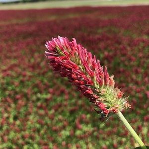 crimson clover flower close up with field of crimson clover in the background