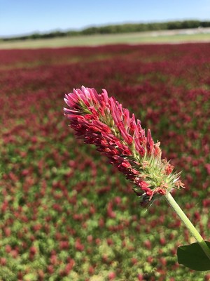 crimson clover flower close up with field of crimson clover in the background