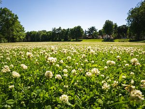 Field of White clover