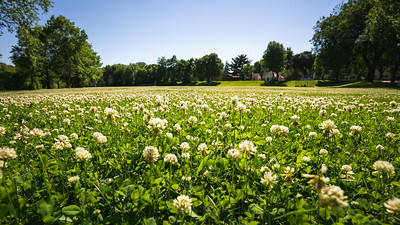 Field of White clover