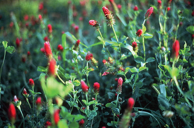 crimson clover field