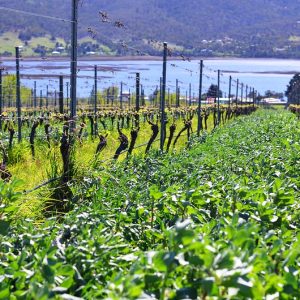 field of green fava beans planted as cover crop