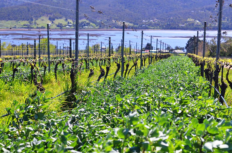 field of green fava beans planted as cover crop