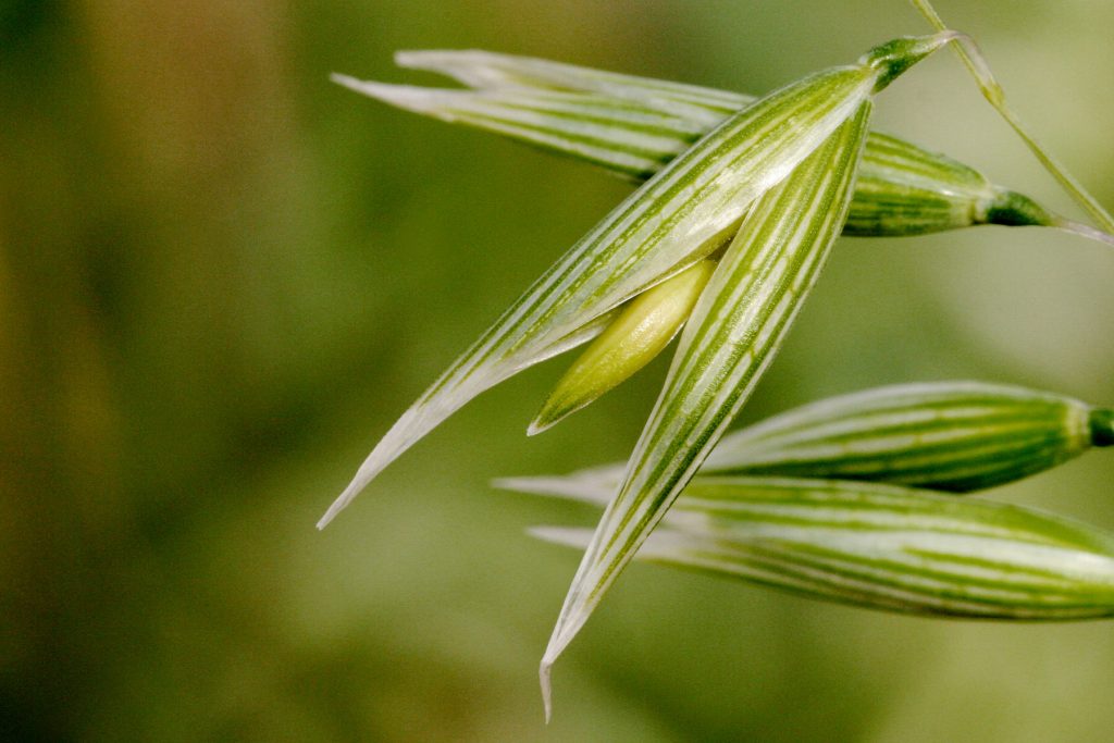 Oats close up