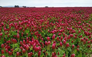 a field of crimson clover