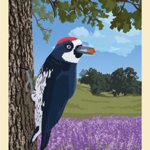 acorn woodpecker on trunk of oak tree with camas in foreground and oaks on a hill in background