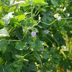 Cowpeas