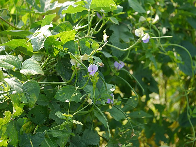 Cowpeas