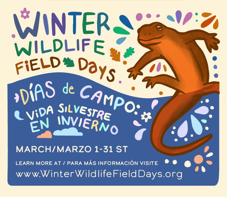 a rough skinned newt jumps up out of the water. Winter Wildlife Field Days Dias de Camp: Vida Silvestre en invierno March 1-31 Learn more at/ Para mas informacion visite www.WinterWildlifeFieldDays.org