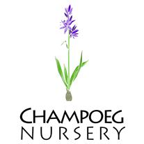 camas bulb and the company name Champoeg Nursery