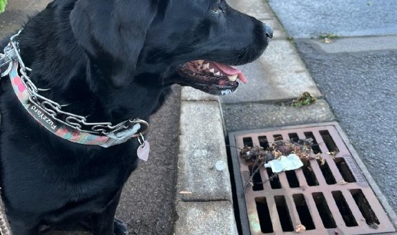 Miss Mickey the black lab on a walk, posing by a stormdrain with a bit of debris and litter on the grates.