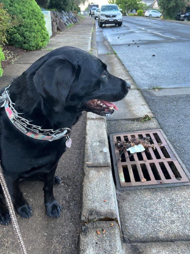 Miss Mickey the black lab on a walk, posing by a stormdrain with a bit of debris and litter on the grates.