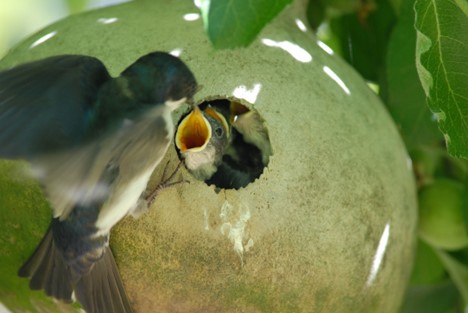 Tree swallow feeding nestling in a bird house gourd.