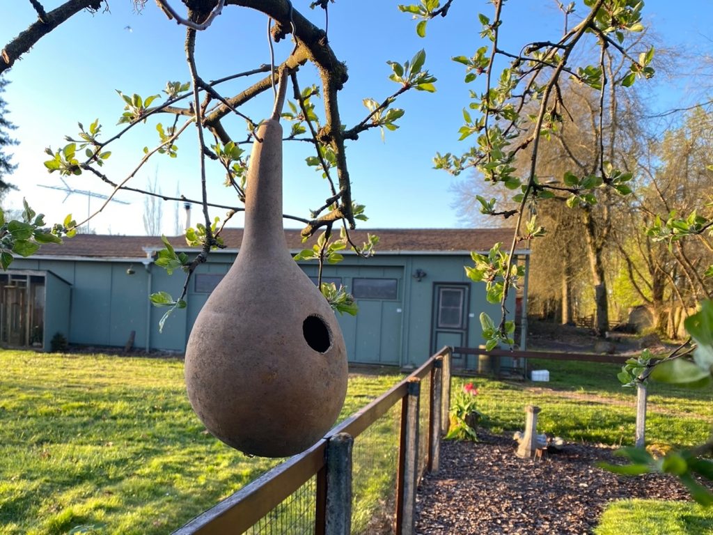 Bird house gourd freely hanging by wire from an apple tree.