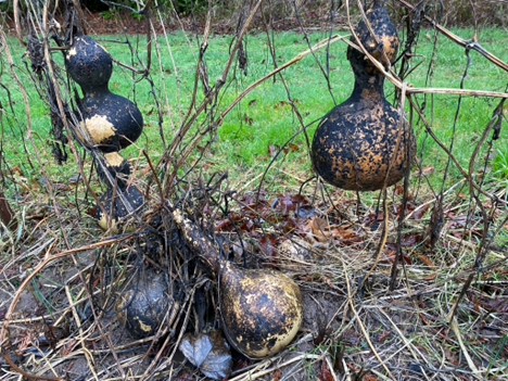 black and moldy looking bird house gourds hanging from their vines in mid-winter.