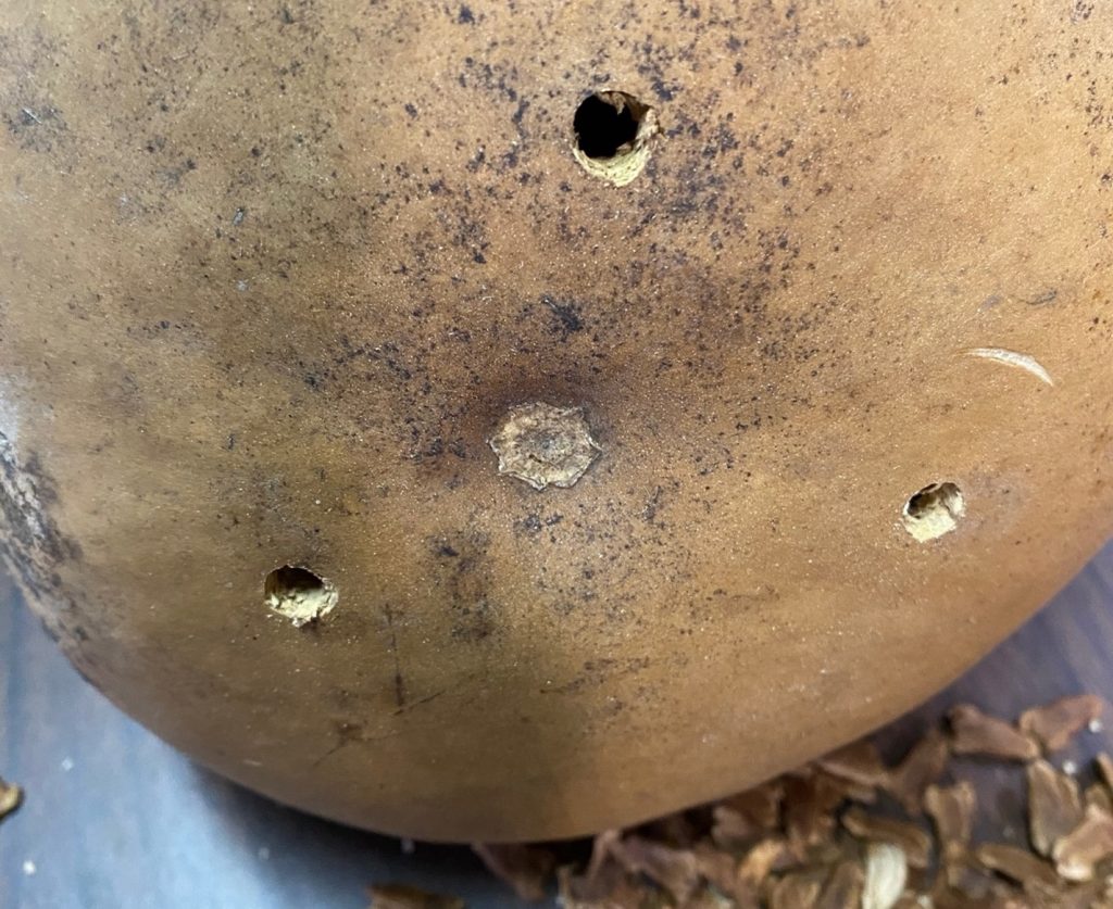 bottom of gourd has three drain holes