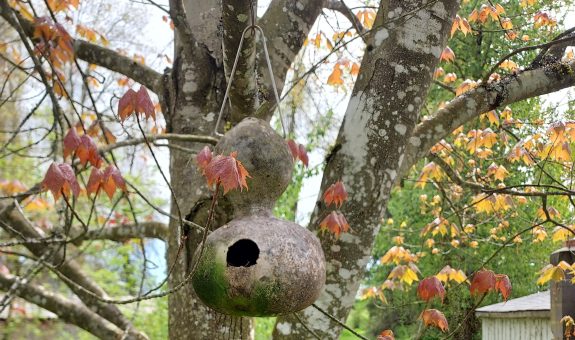 A gourd bird house hanging in a tree.