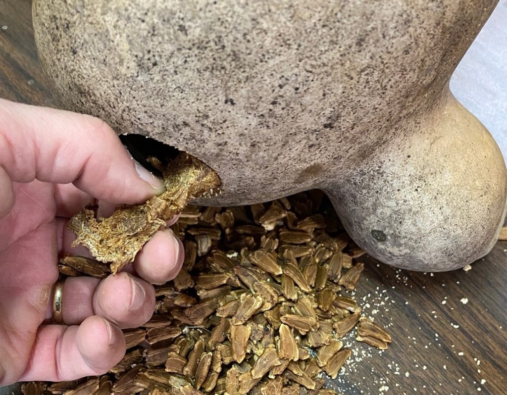 Dave is pulling the membrane out through the hole with his hand. Seeds have been shaken out and lay on the tables.