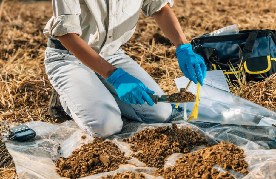 A person in a field is kneeling, wearing blue latex gloves and scooping soil from 4 piles into a ziploc bag