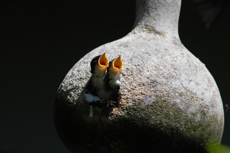 Tree swallow nestlings begging for food.